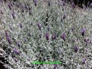 Lavandula 'Silver Anouk'