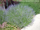 Lavandula angustifolia 'Munstead'