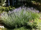 Lavandula angustifolia - blooming 2