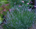 Lavandula angustifolia - blooming