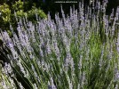 Lavandula angustifolia - blossom 2