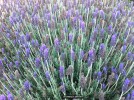 Lavandula dentata - blossom 2