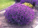 Lavandula stoechas 'Otto Quast' - blooming