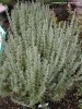 Lavandula stoechas 'Otto Quast' - foliage