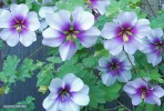 Lavatera maritima (bicolor) - blossom