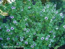 Lavatera maritima (bicolor)