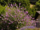 Lavatera thuringiaca - blooming