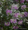 Lavatera thuringiaca - pink - blossom