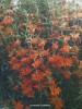 Leonotis leonurus - blossom