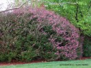 Leptospermum scoparium 'Helene Strybing'