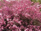 Leptospermum scoparium 'Pink Princess' -blossom