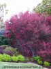 Leptospermum scoparium 'Ruby Glow' 2