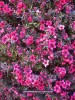 Leptospermum scoparium 'Ruby Glow' - blossom