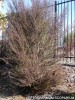 Leptospermum scoparium