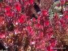 Leucadendron 'Jester' - Flower Bract