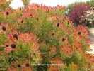 Leucadendron 'Wilson's Wonder' - Spring foliage detail