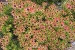 Leucadendron 'Wilson's Wonder' - Spring foliage