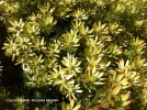 Leucadendron 'Wilson's Wonder' - blossom