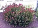 Leucadendron salignum 'Winter Red' - blooming 1