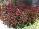 Leucadendron salignum 'Winter Red' - blooming