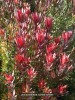 Leucadendron salignum x laureolum 'Safari Sunset' - blossom