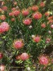 Leucospermum 'Tango' - blossom