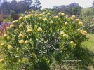 Leucospermum 'Veldfire' - blooming