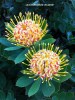 Leucospermum 'Veldfire' - blossom 1