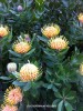 Leucospermum 'Veldfire' - blossom 2