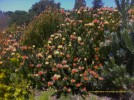 Leucospermum cordifolium 'Spider' - blooming