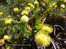 Leucospermum cordifolium 'Yellow Bird' - blossom