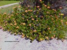 Leucospermum cordifolium - blooming 1