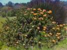 Leucospermum cordifolium - blooming