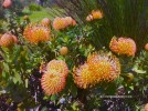 Leucospermum cordifolium - blossom