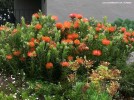 Leucospermum cordifolium x patersonii 'Sunrise'