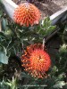 Leucospermum cordifolium x patersonii 'Sunrise' - blossom