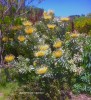 Leucospermum formosum - blooming