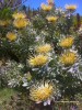 Leucospermum formosum - blossom