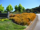 Libertia pereginans - mass