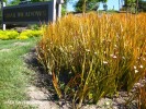 Libertia peregrinans - foliage _ blossom