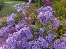 Limonium perezii - blossom