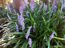 Liriope gigantea - blossom 2