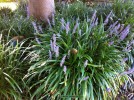 Liriope gigantea-blossom