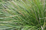 Lomandra longifolia 'Breeze' - foliage