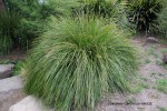 Lomandra longifolia 'Breeze'