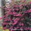 Loropetalum 'Razzleberry' - blossom