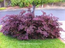 Loropetalum chinense 'Plum Delight' - new growth