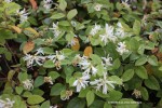 Loropetalum chinense - blossom