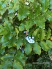 Mahonia aquifolium - foliage