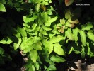 Mahonia repens - foliage 1